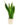 Sansevieria