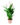 Spathiphyllum2